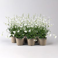 Prachtkerze, weiß, Topf-Ø 13 cm, 6 Pflanzen