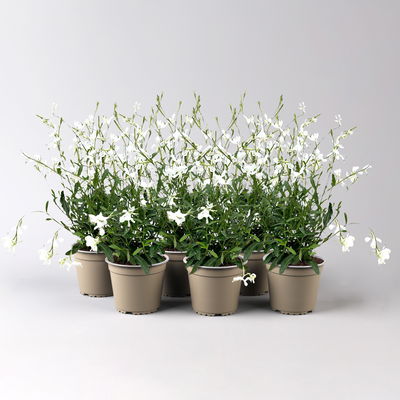 Prachtkerze, weiß, Topf-Ø 13 cm, 6 Pflanzen Prachtkerze, weiß, Topf-Ø 13 cm, 6 Pflanzen