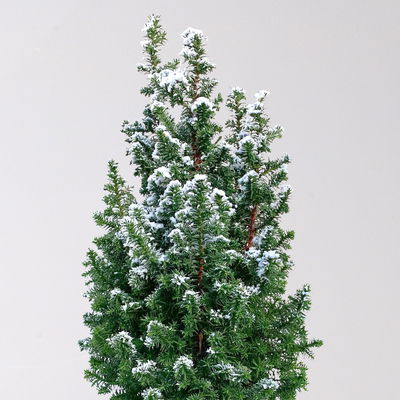 Kegelzypresse 'Top Point', weiß beschneit, Topf-Ø 13 cm, 6 Pflanzen