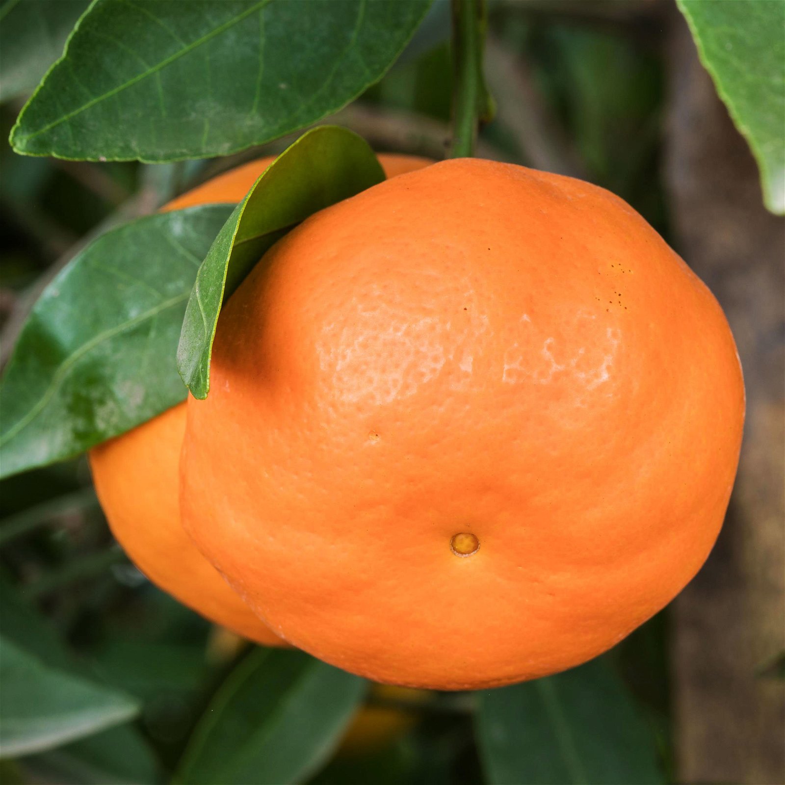 Mandarinenbaum, Stamm, Topf-Ø ca. 33 cm, Höhe ca. 150 cm