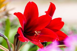 Amaryllis Banner Amaryllis Banner