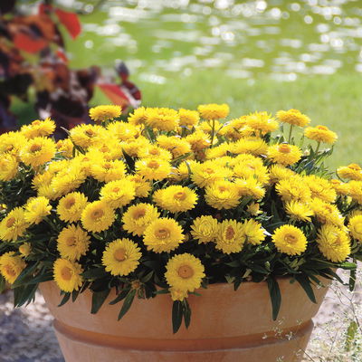 Strohblume gelb, Topf- Ø 12 cm, 6 Stück