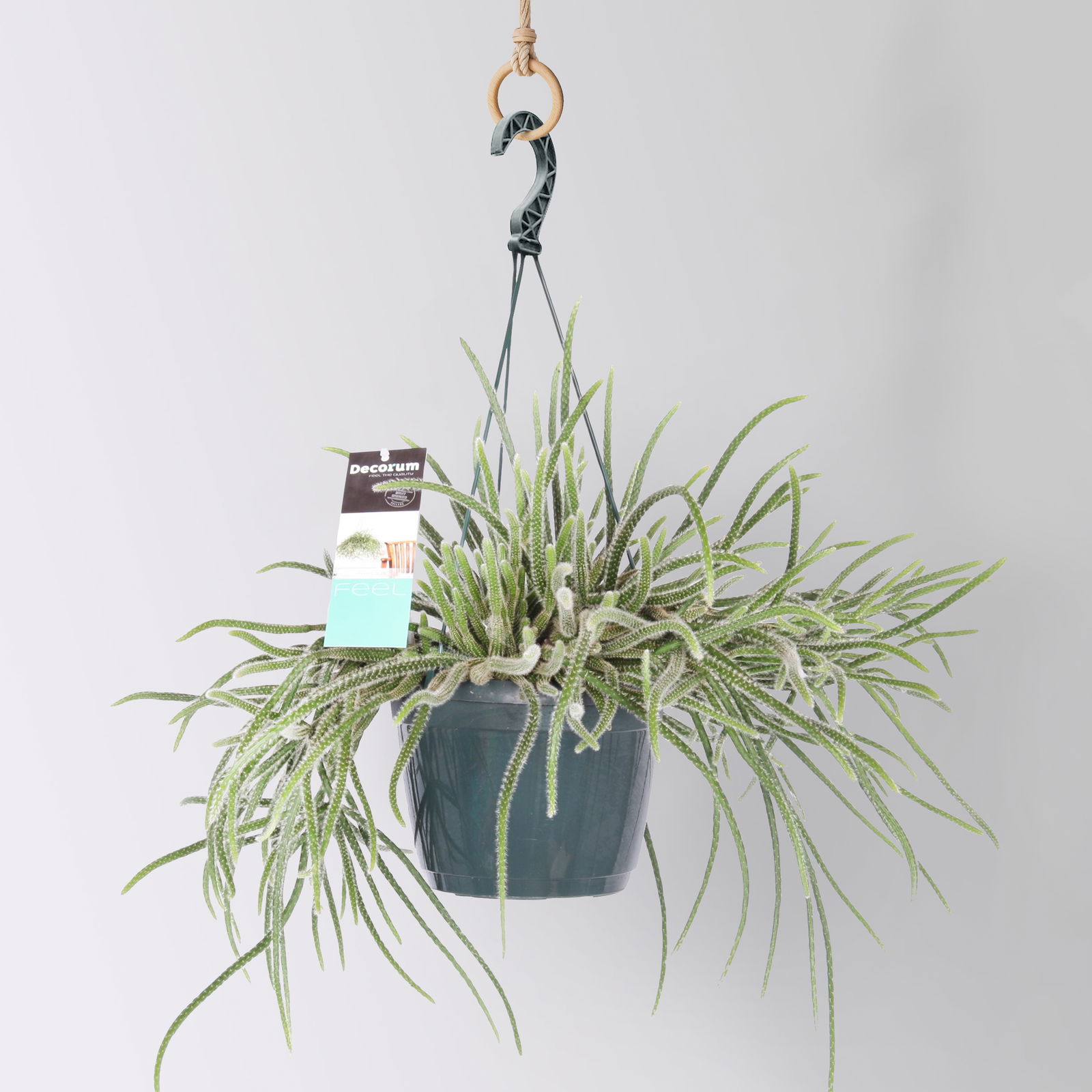 Rhipsalis, Ampeltopf-Ø 17 cm, Höhe ca. 30 cm