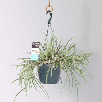 Rhipsalis, Ampeltopf-Ø 17 cm, Höhe ca. 30 cm Rhipsalis, Ampeltopf-Ø 17 cm, Höhe ca. 30 cm