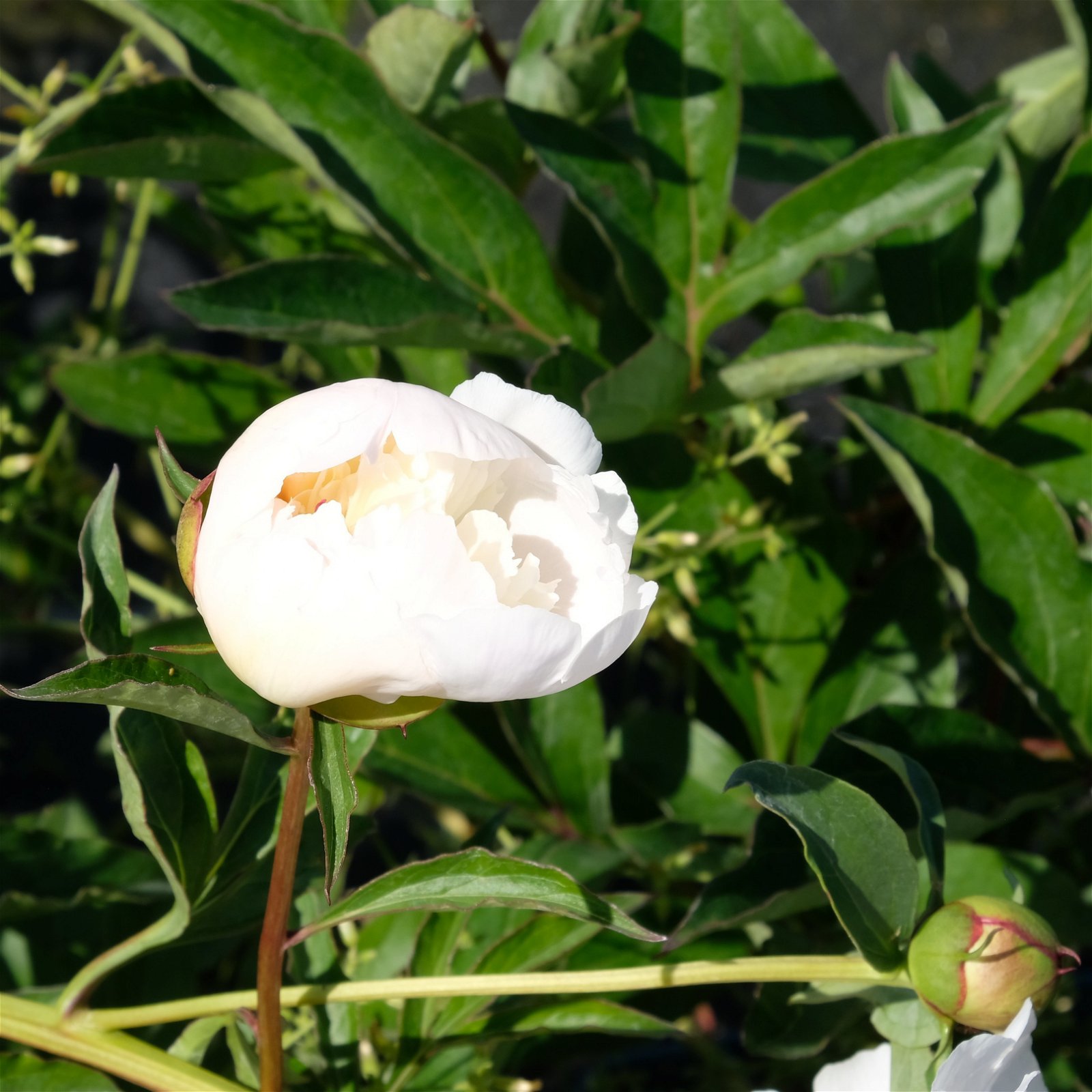 Pfingstrose, Paeonia lactiflora 'Shirley Temple', zartrosa, Topf 3 l