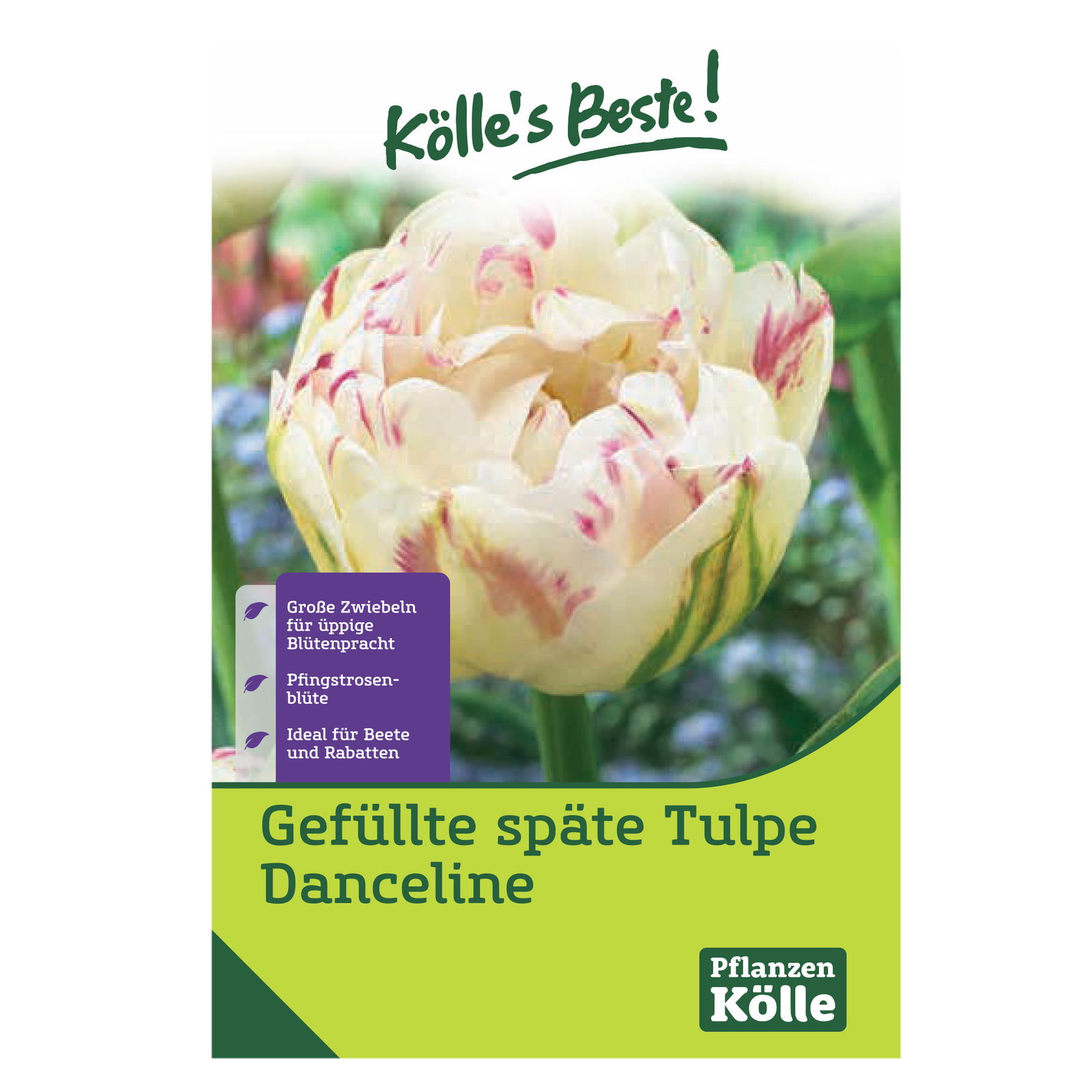 Gefüllte späte Tulpen 'Danceline', rosa-weiß geflammt, 7 Blumenzwiebeln