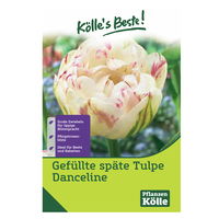 Gefüllte späte Tulpen 'Danceline', rosa-weiß geflammt, 7 Blumenzwiebeln