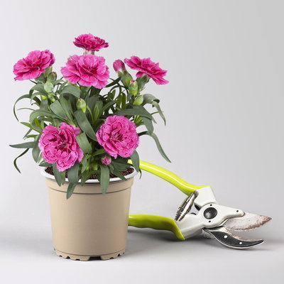 Pflanzenkreation 'Sonnenkünstler', 12 Pflanzen inkl. Erde und Dünger