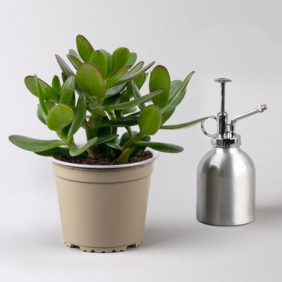 Geldbaum 'Magical Tree', Topf-Ø 12cm, in Keramiktopf weiß, 3 Pflanzen Geldbaum 'Magical Tree', Topf-Ø 12cm, in Keramiktopf weiß, 3 Pflanzen