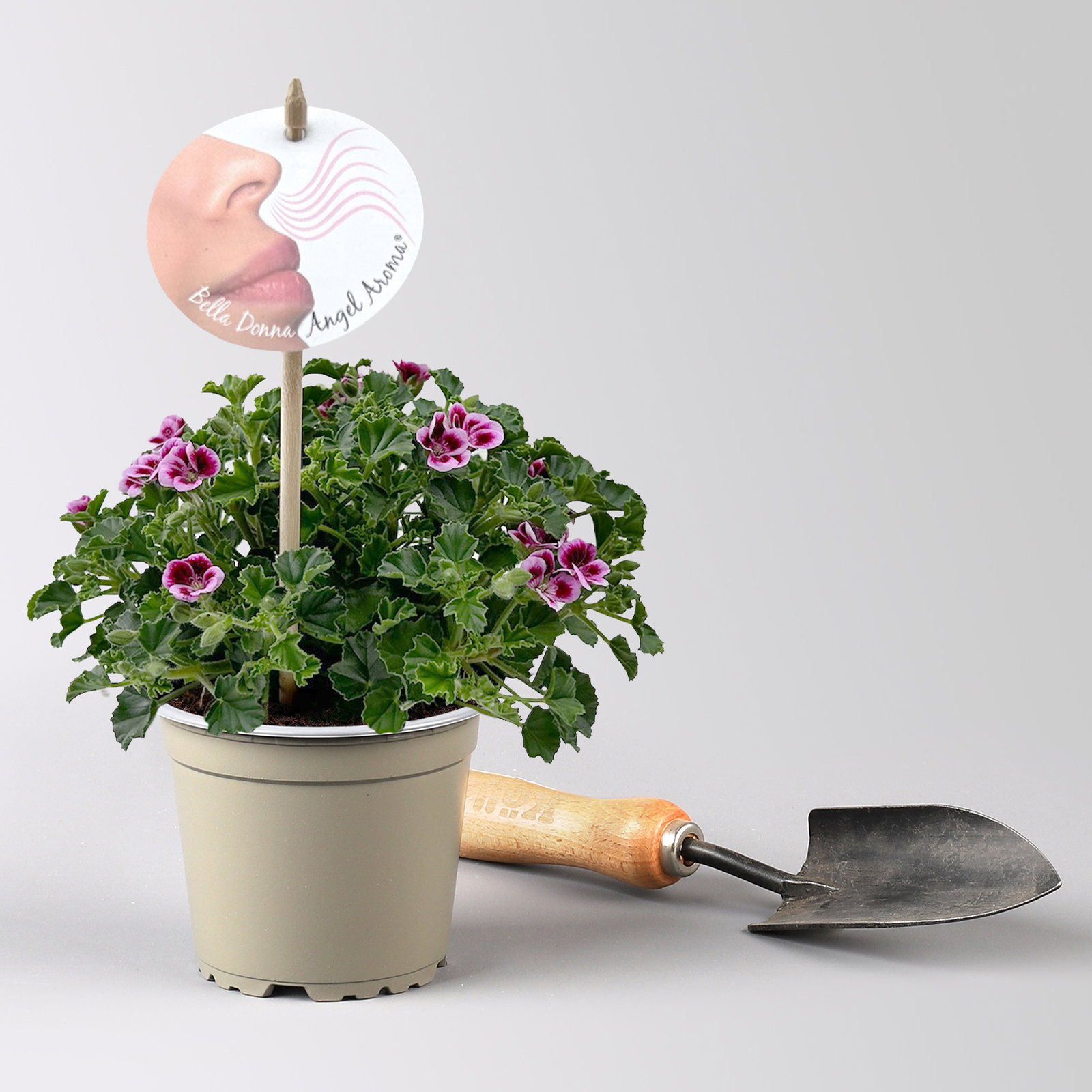 Duftgeranie 'Angel Aroma®Jady®', pink-bordeaux, Topf-Ø 12 cm, 6 Pflanzen