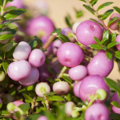 Pflanzenkreation Herbstspaziergang pink-silber, 6 Pflanzen inkl. Erde Pflanzenkreation Herbstspaziergang pink-silber, 6 Pflanzen inkl. Erde