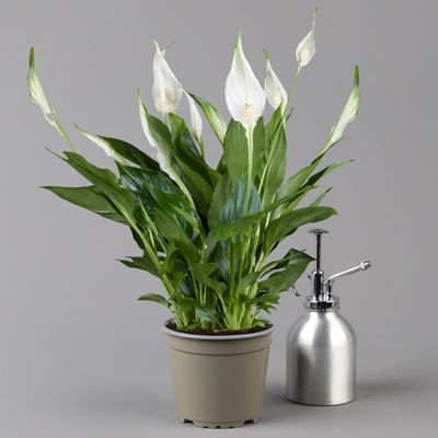 Einblatt 'Bellini' in Übertopf Vibes gelb, Topf-Ø 13 cm, Höhe ca. 30 cm Einblatt 'Bellini' in Übertopf Vibes gelb, Topf-Ø 13 cm, Höhe ca. 30 cm