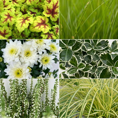 Pflanzenkreation Spätsommertraum weiß-grün, 8 Pflanzen inkl. Erde Pflanzenkreation Spätsommertraum weiß-grün, 8 Pflanzen inkl. Erde