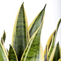 Grünpflanzen-Set Easypeasy-Duo, Topf-Ø 17 cm, 2 Pflanzen