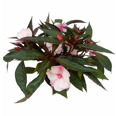 Edellieschen, weiß-rosa, Topf-Ø 12 cm, 6er-Set