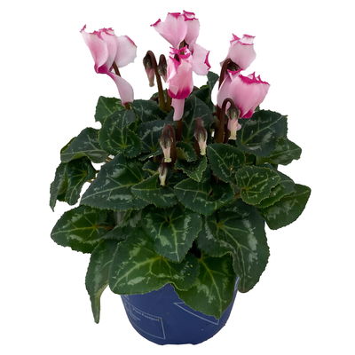 Alpenveilchen 'Outland', rosa geflammt, Topf-Ø 10,5 cm, 6 Pflanzen