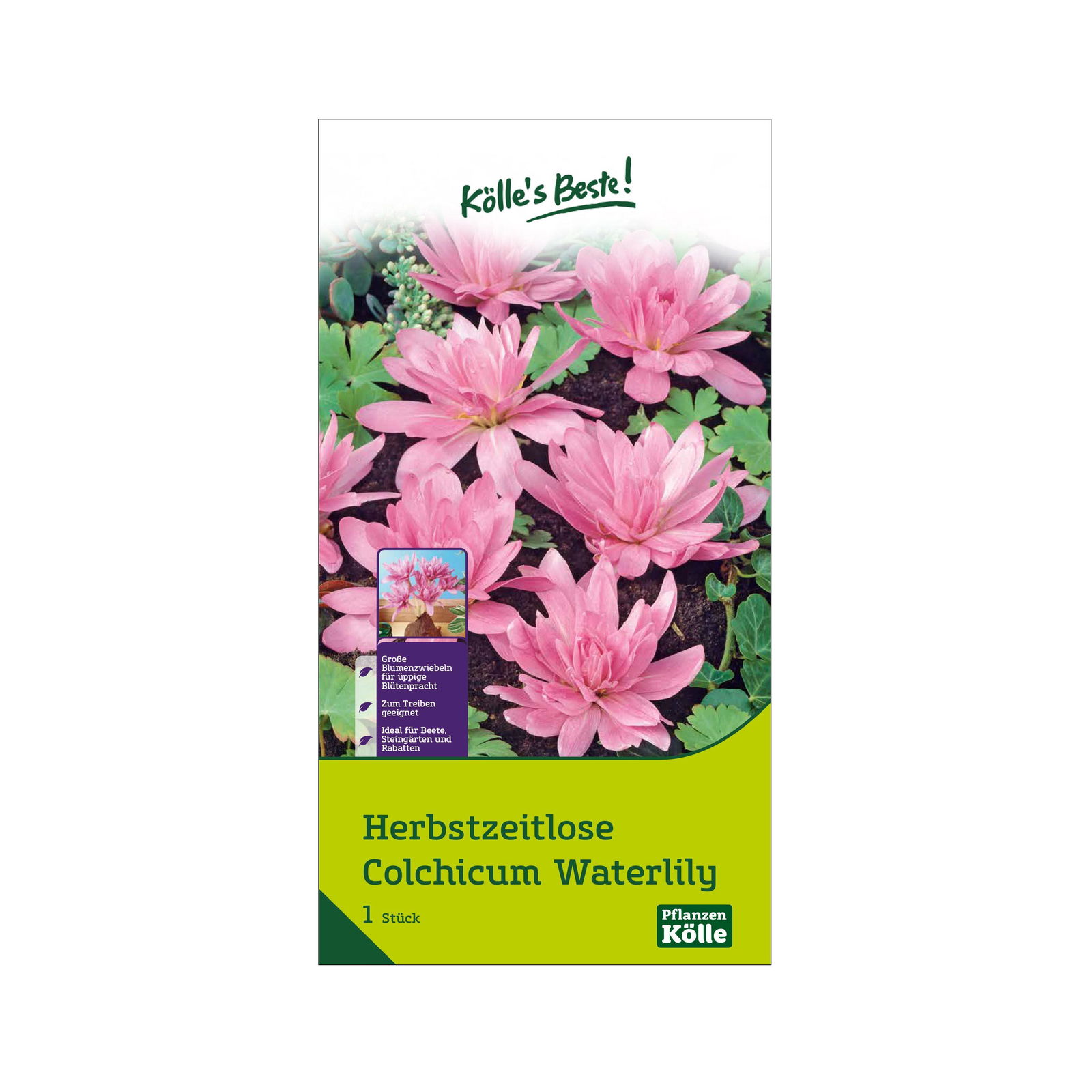 Herbstzeitlose (Colchicum Waterlily) rosa, 1 Blumenzwiebel