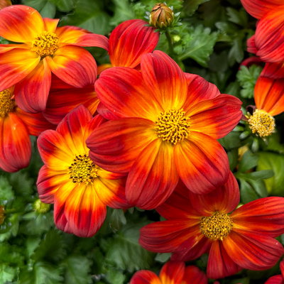 Goldmarie 'BLAZING Ring of Fire' rot-gelb, Topf-Ø 12 cm, 6er-Set Goldmarie 'BLAZING Ring of Fire' rot-gelb, Topf-Ø 12 cm, 6er-Set