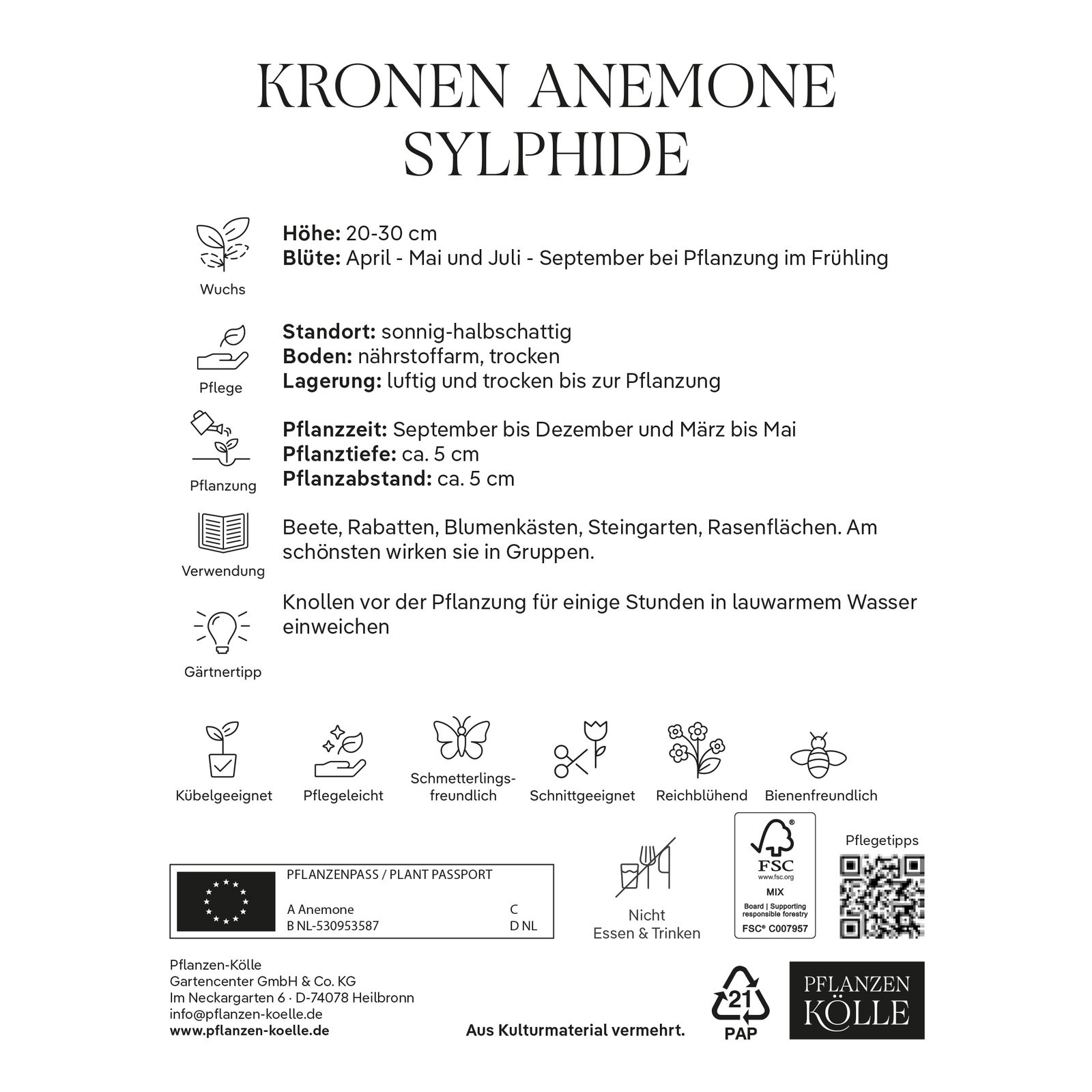 Kronen-Anemonen 'Sylphide', pink, Größe 7/8, 10 Blumenzwiebeln