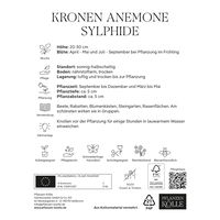 Kronen-Anemonen 'Sylphide', pink, Größe 7/8, 10 Blumenzwiebeln