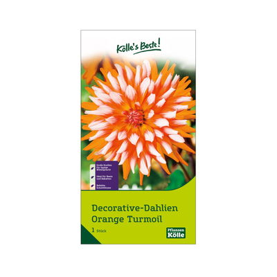 Kölles Beste Decorative Dahlie 'Orange Turmoil' orange/rosa, 1 Blumenknolle
