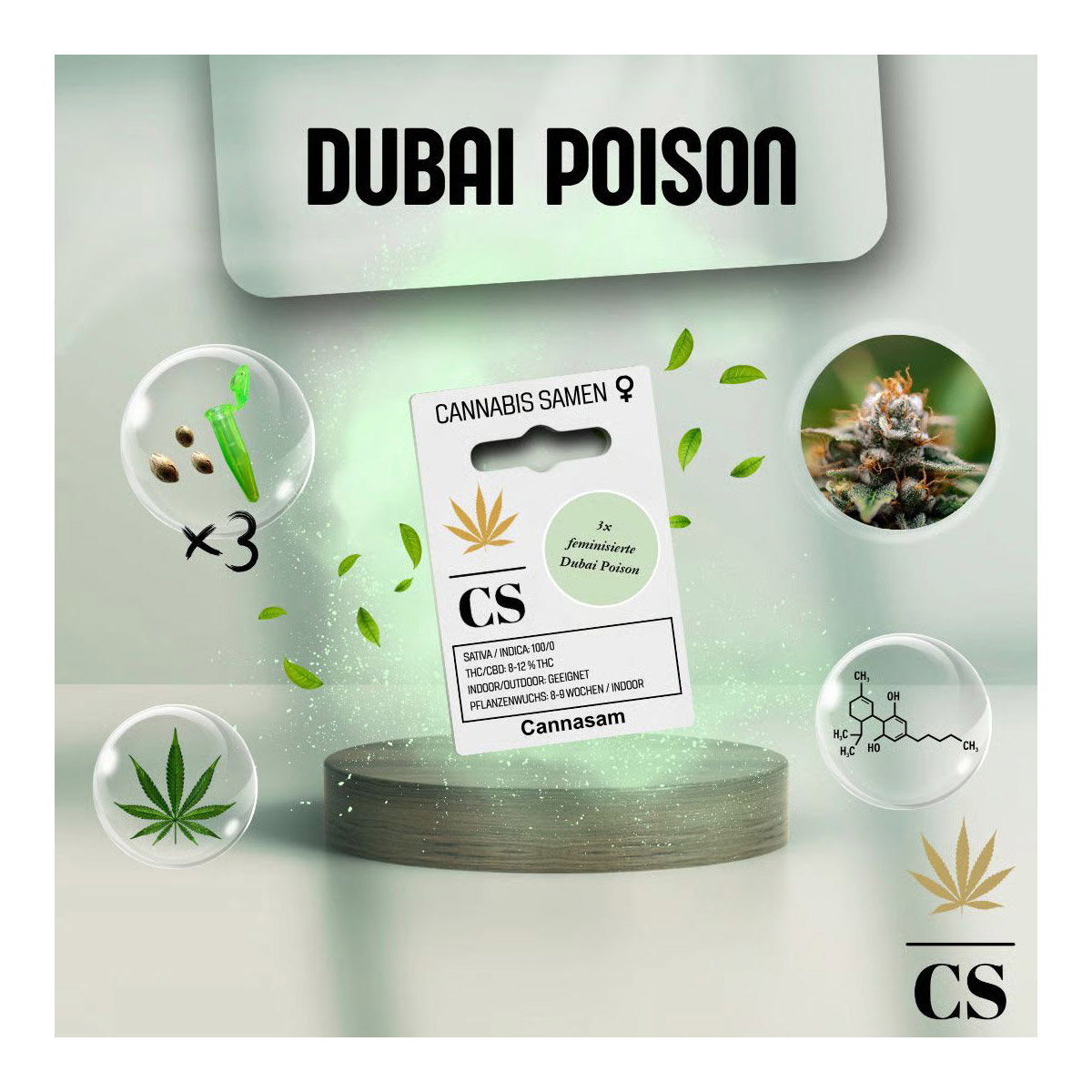 Cannabis Saatgut Hanf 'Dubai Poison' Cannabis Saatgut Hanf 'Dubai Poison'