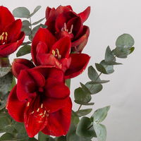 Schnittblumen-Mix aus 3 weihnachtsroten Amaryllis & 3 Eukalyptus
