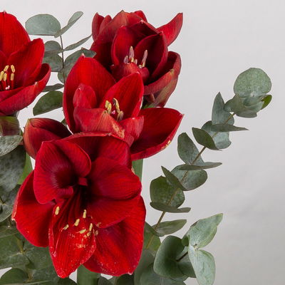 Schnittblumen-Mix aus 3 weihnachtsroten Amaryllis & 3 Eukalyptus Schnittblumen-Mix aus 3 weihnachtsroten Amaryllis & 3 Eukalyptus