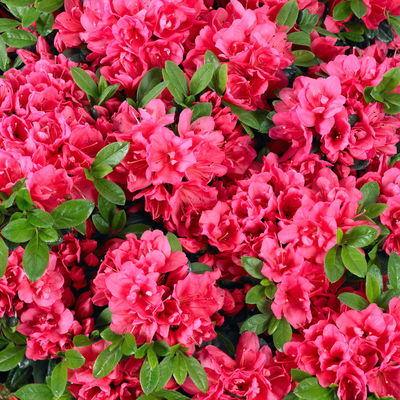 Japanische Azalee, Höhe 15-20 cm, Topf 2 Liter, 10er-Set Japanische Azalee, Höhe 15-20 cm, Topf 2 Liter, 10er-Set