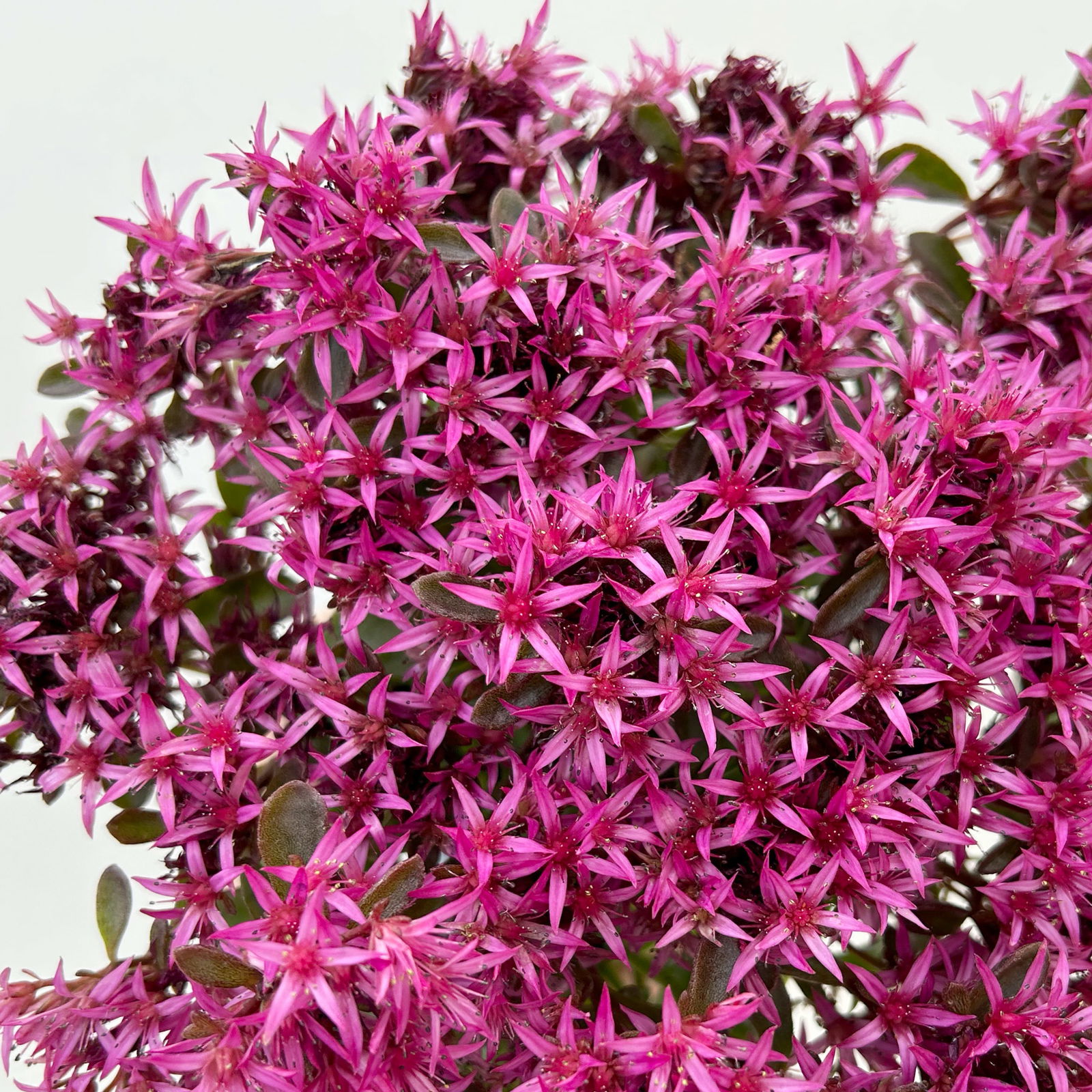 Sedum spurium 'Spot on® Deep Rose' dunkelrosa, Topf 9x9 cm, 3 Pflanzen