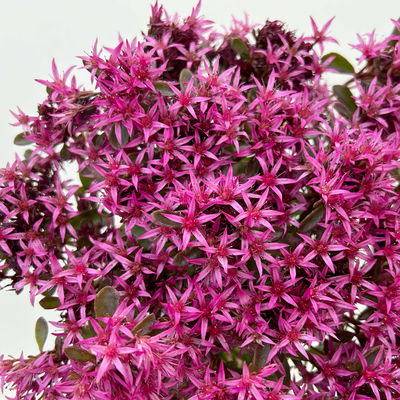 Sedum spurium 'Spot on® Deep Rose', dunkelrosa, Topf 9x9 cm, 3 Pflanzen Sedum spurium 'Spot on® Deep Rose', dunkelrosa, Topf 9x9 cm, 3 Pflanzen
