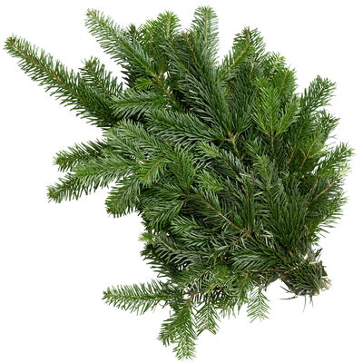 Nordmanntannen-Zweige im Handbund, Länge 40 - 60 cm, ca. 500 g, 6 Bund