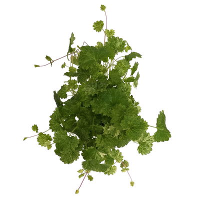 Gundermann 'Dappled Light', grün-gelb, Topf-Ø 12 cm, 6 Pflanzen