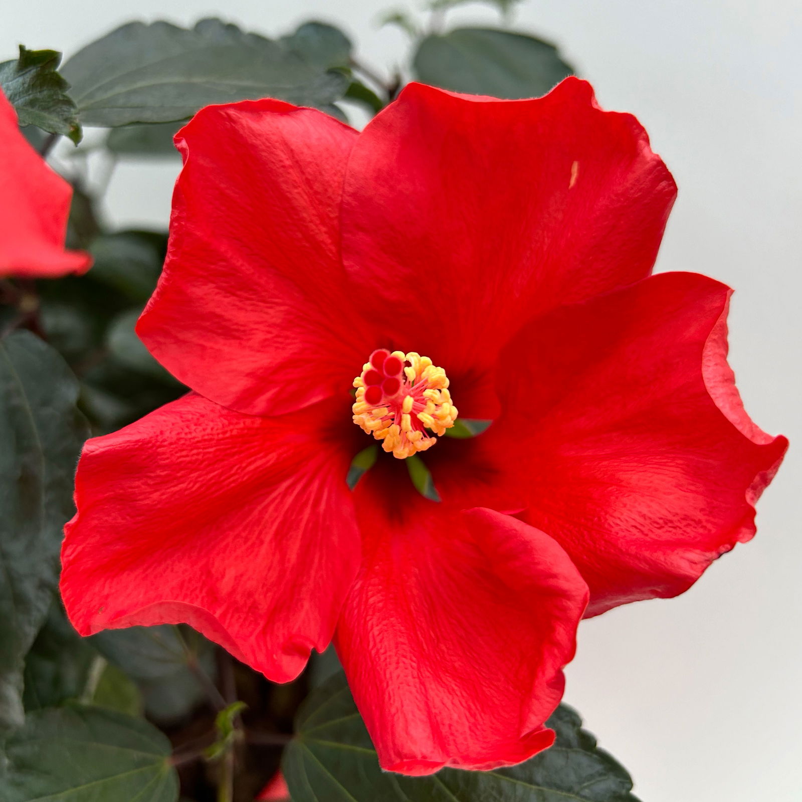 Hibiskus rot, Busch, Topf-Ø 21 cm, Höhe ca. 50 cm