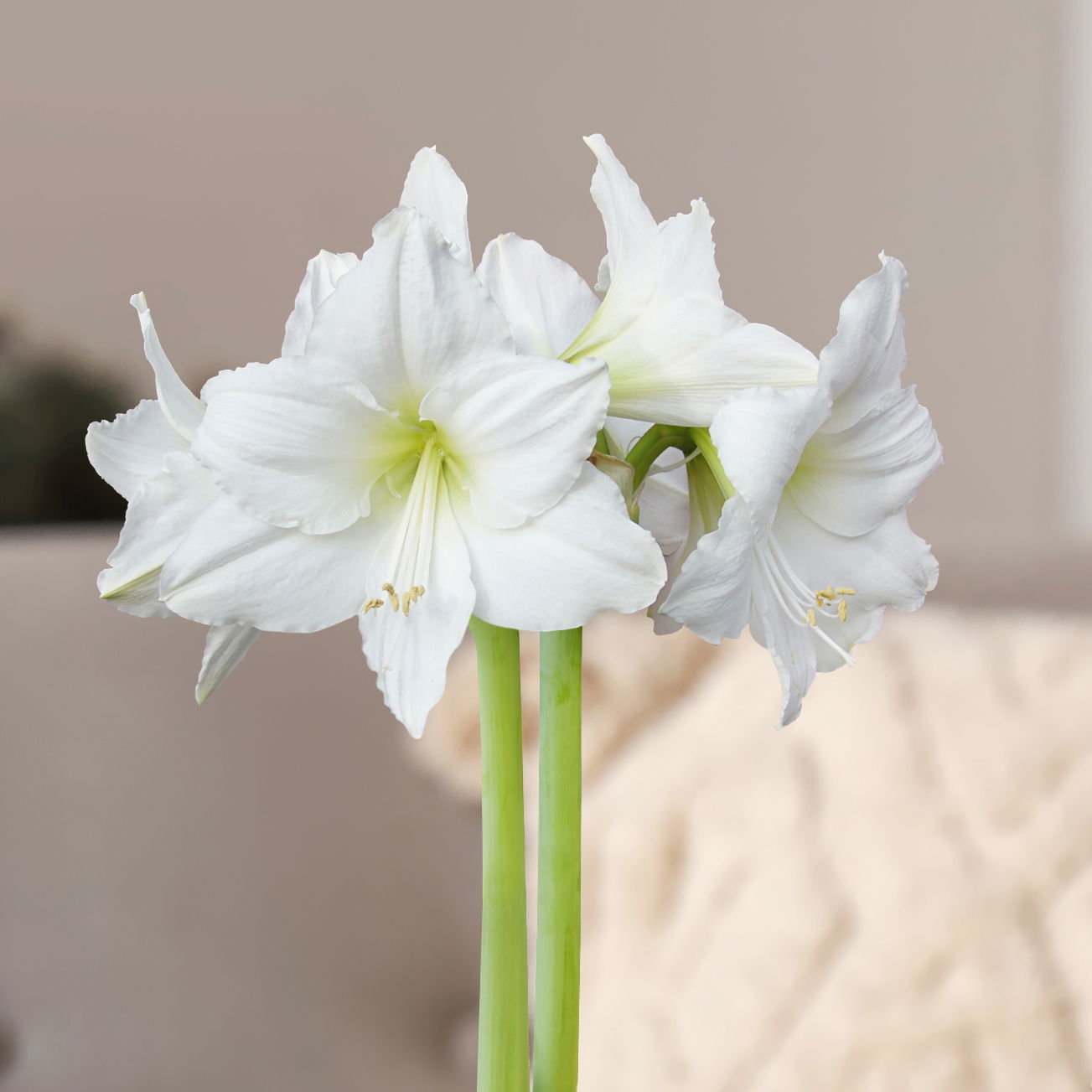 Amaryllis in Wachs, Dekor 'Red Mix' nach Verfügbarkeit, Blüte weiß