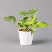 Philodendron 'Brasil' in Keramiktopf Dallas weiß, Topf-Ø 12 cm, 3er-Set