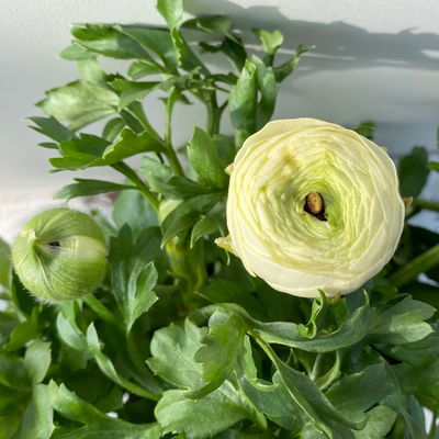 Ranunkel, weiß, Topf-Ø 13 cm, 6 Pflanzen