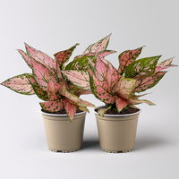 Aglaonema 'Pink', rosa-grün, Topf-Ø 12 cm, 2 Pflanzen