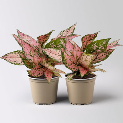 Aglaonema 'Pink', rosa-grün, Topf-Ø 12 cm, 2 Pflanzen