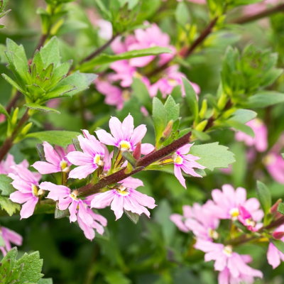 Fächerblume, rosa, Topf-Ø 12 cm, 6 Pflanzen Fächerblume, rosa, Topf-Ø 12 cm, 6 Pflanzen