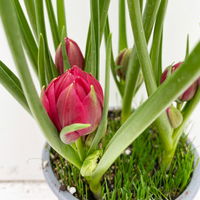 Wildtulpe, rot, gefüllt, mit Gras, Topf -Ø 9 cm, 4 Pflanzen