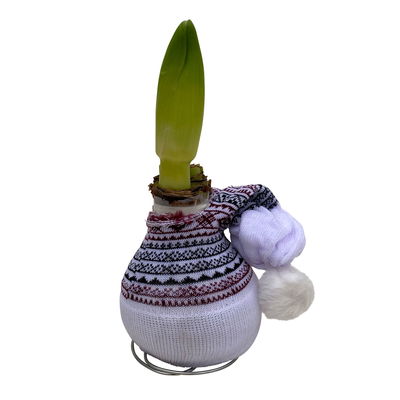 Amaryllis in Wachs XL, Dekor 'Mütze Skandinavien', Farbe zufällig, Blüte rot