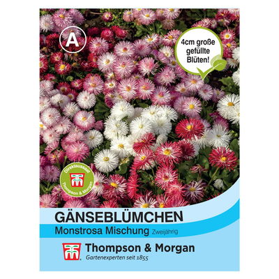 Samenmischung Gänseblümchen 'Monstrosa', rosa Samenmischung Gänseblümchen 'Monstrosa', rosa