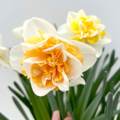 Narzisse 'Golden Pearl' gelb-hellgelb, vorgetrieben, Topf-Ø 15 cm, 3 Pflanzen Narzisse 'Golden Pearl' gelb-hellgelb, vorgetrieben, Topf-Ø 15 cm, 3 Pflanzen