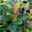 Kirschlorbeer 'Bonaparte'®, grün, Höhe 40-60 cm, Topf 4,6 Liter, 3er-Set