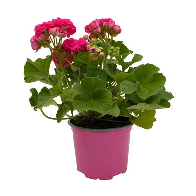 Geranie 'Survivor Idols® Rosalinda' rosa, stehend, Topf-Ø 13 cm, 6er-Set Geranie 'Survivor Idols® Rosalinda' rosa, stehend, Topf-Ø 13 cm, 6er-Set