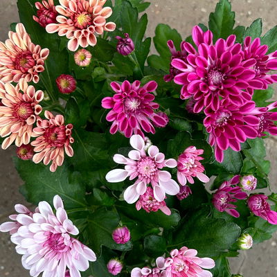Chrysantheme Trio 'Sweet Melange', apricot-rosa-lila, Topf-Ø 12cm, 6 Pflanzen Chrysantheme Trio 'Sweet Melange', apricot-rosa-lila, Topf-Ø 12cm, 6 Pflanzen