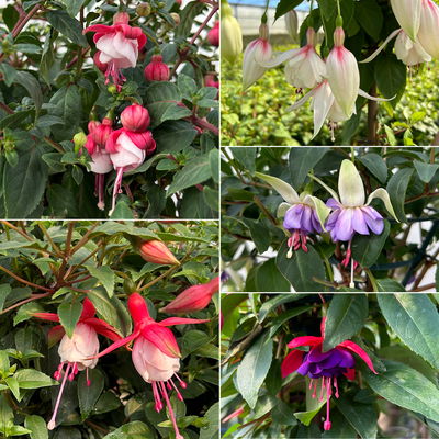 Fuchsie, Stamm, Farbe zufällig, Topf-Ø 23 cm Fuchsie, Stamm, Farbe zufällig, Topf-Ø 23 cm