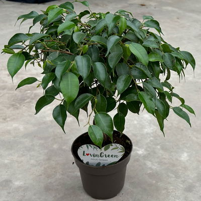 Birkenfeige grün, in Keramiktopf anthrazit, Topf-Ø 12 cm, Höhe ca. 40 cm