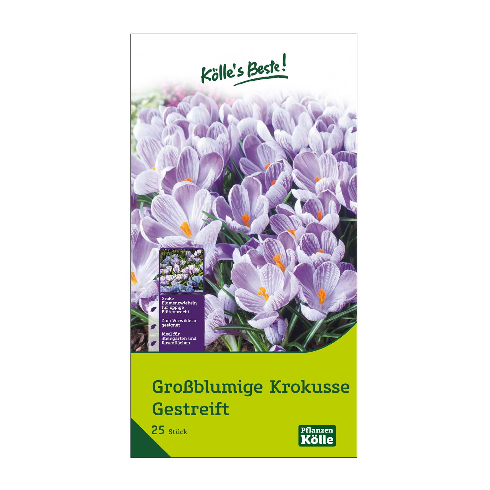 großblumige Krokusse gestreift, weiß-lila, 25 Blumenzwiebeln